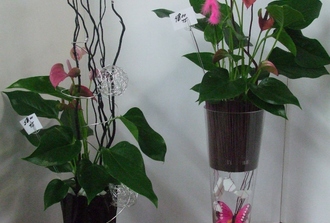 anthurium dcore