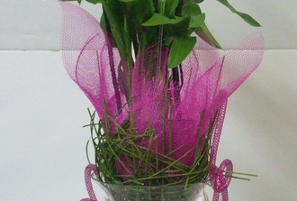 lys calla dans vase trompette