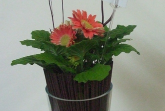 gerbera avec papillon dans vase