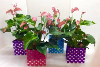 8- Sac cadeau anthurium