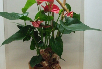 Anthurium decore avec cache-pot