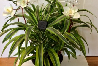 Draceana Lemon decore avec fleurs de soie