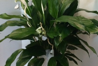 Spatiphillum decore avec fleurs de soie et cache-pot (Grand format)